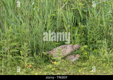 Le faisan commun, Caucase, faisan, Faisan de Colchide Phasianus colchicus (Caucase), hen avec chick à reed, Allemagne Banque D'Images