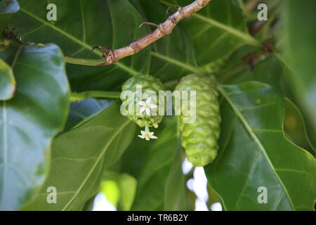 Indian Mulberry, antalgique (Morinda Citrifolia Morinda, bracteata), blooming, Philippines, Southern Leyte Banque D'Images