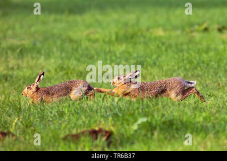 Lièvre européen, lièvre Brun (Lepus europaeus), deux lièvres bruns chassant l'autre dans un pré, side view, Allemagne Banque D'Images