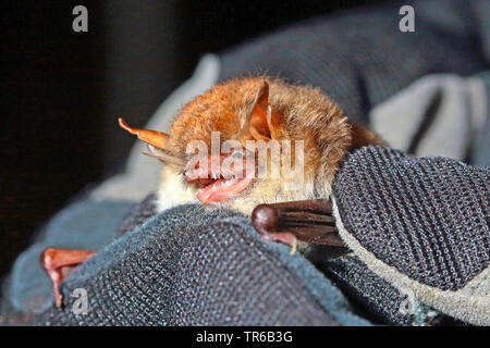 De Natterer (Myotis nattereri), tenue à la main pour l'examen, Allemagne Banque D'Images