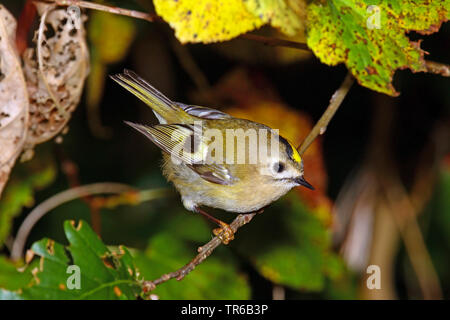 Goldcrest (Regulus regulus), assis sur une branche, Allemagne Banque D'Images