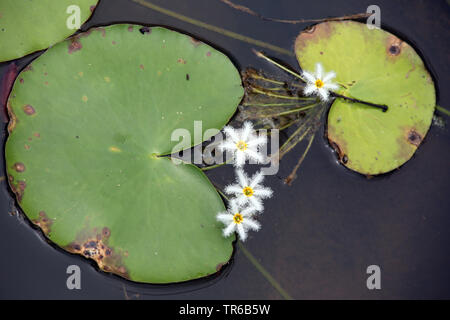 Snow-Flake Eau (Nymphoides indica), blooming, Singapour Banque D'Images
