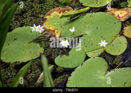 Snow-Flake Eau (Nymphoides indica), blooming, Singapour Banque D'Images