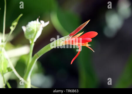 Indian shot, Canna, poloke (Canna indica), de fleurs et les jeunes fruits, Philippines Banque D'Images