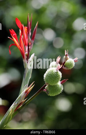 Indian shot, Canna, poloke (Canna indica), de fleurs et les jeunes fruits, Philippines Banque D'Images