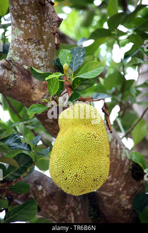 Jack-fruit (Artocarpus heterophyllus), des fruits sur un arbre, Philippines Banque D'Images