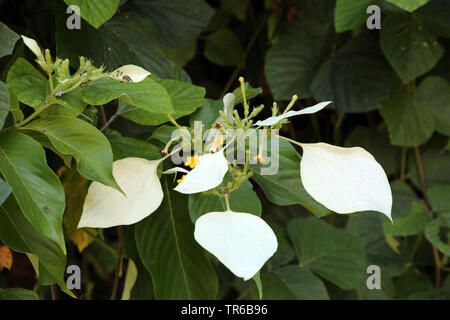 Clerodendrum paniculatum pagode (fleurs, Clerodendron paniculatum), blooming, Philippines, Southern Leyte Banque D'Images
