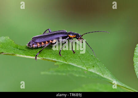 Soldat noir (coléoptère Cantharis obscura, Cantharis bicolor), assis sur une feuille, vue de côté, l'Allemagne, Bade-Wurtemberg Banque D'Images