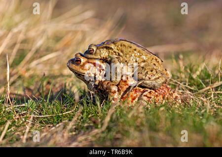 European crapaud commun (Bufo bufo), sur le chemin de l'eau de frai, l'amplexus axillaris, Allemagne, Bade-Wurtemberg Banque D'Images