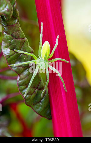 Green Spider Green Spider, Huntsman (Micrommata virescens, Micrommata rosea, Micrommata roseum, Micrommata viridissima), femme à la bette à carde, Allemagne, Bade-Wurtemberg Banque D'Images