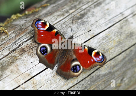 Papillon paon Peacock (européenne, Inachis io, Nymphalis io, Aglais io), assis sur le bois mort, vue d'en haut, l'Allemagne, Bade-Wurtemberg Banque D'Images