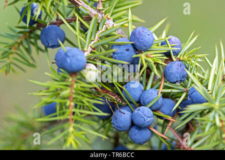 Genévrier commun, genévrier (Gonocerus juniperi), chenille sur une branche de genévrier entre fruits, Allemagne, Bade-Wurtemberg Banque D'Images