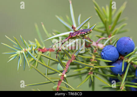 Genévrier commun, genévrier (Gonocerus juniperi), chenille sur une branche de genévrier, Allemagne, Bade-Wurtemberg Banque D'Images