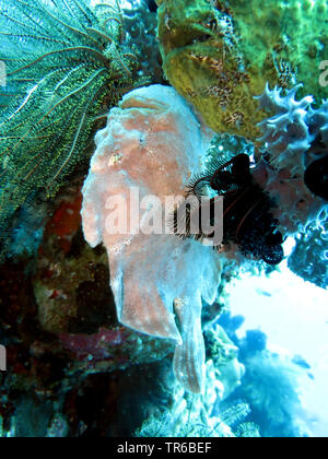Poisson grenouille géant de Commerson, baudroie, (Antennarius commersonii poisson grenouille géant, Antennarius moluccensis), camouflée au récif, philippines, sud de l'île de Leyte, Panaon, Pintuyan Banque D'Images