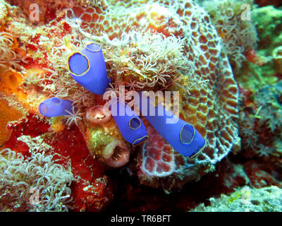 Ampoule bleu-mer squirt (Clavelina caerulea), sur les récifs coralliens, les Philippines, le sud de l'île de Leyte, Panaon, Pintuyan Banque D'Images