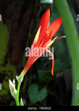 Indian shot, Canna, poloke (Canna indica), fleur, Philippines, Southern Leyte Banque D'Images