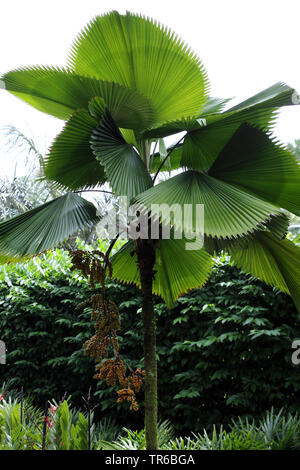 Palmier ébouriffé, vanuata fan palm, palas payung, ébouriffé lantan Licuala grandis (Palm), la fructification Banque D'Images