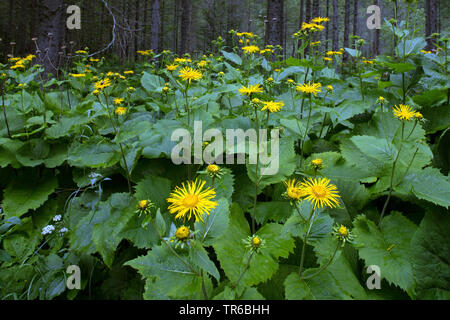 Heartleaf oxeye, Grand jaune oxeye (Telekia speciosa), blooming, Allemagne, Bavière, Ammergebirge Banque D'Images