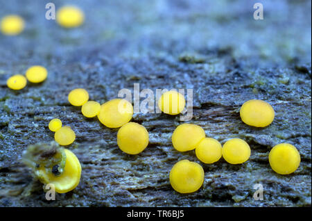 Jaune citron, discothèque Fairy cup (Bisporella citrina, Calycella citrina), sur bois mort humide, Allemagne, Bavière, Ammergebirge Banque D'Images