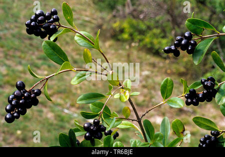 Troène commun, troène doré, troène, sauvages, prim'troène (Ligustrum vulgare), la fructification, Italie, Dolomites Tyrol du Sud, Banque D'Images