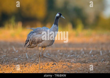 Grue cendrée grue eurasienne, (Grus grus), marche à pied, de l'Allemagne, de Mecklembourg-Poméranie-Occidentale, Poméranie occidentale Lagoon Salon National Park Banque D'Images