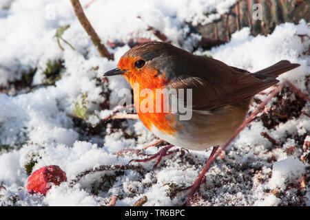 European robin (Erithacus rubecula aux abords), de recherche de nourriture dans la neige, vue de côté, en Suisse, Sankt Gallen Banque D'Images