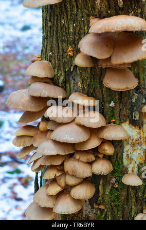 Pleurote (Pleurotus ostreatus), à un tronc d'arbre, Allemagne Banque D'Images