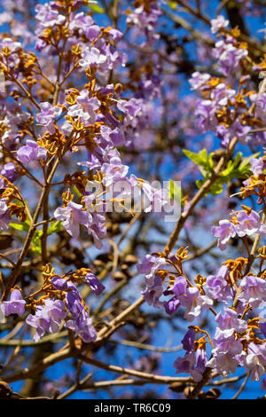 Empress tree, Princess tree, arbre de la digitale (Paulownia tomentosa, Paulownia imperialis, inflorescence Banque D'Images