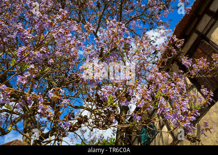 Empress tree, Princess tree, arbre de la digitale (Paulownia tomentosa Paulownia imperialis), à l'inflorescence, une maison Banque D'Images