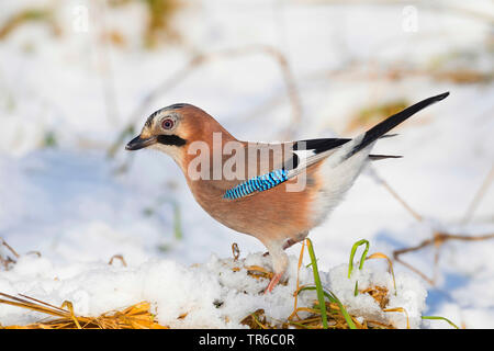 Jay (Garrulus glandarius), de recherche de nourriture sur sol enneigé, side view, Allemagne Banque D'Images