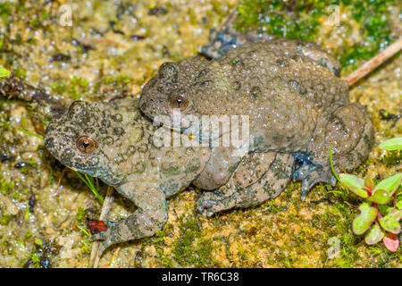 Crapaud à ventre jaune, crapaud yellowbelly, fire-toad (Bombina variegata), paire, l'amplexus lumbalis, Allemagne, Bavière, Isental Banque D'Images