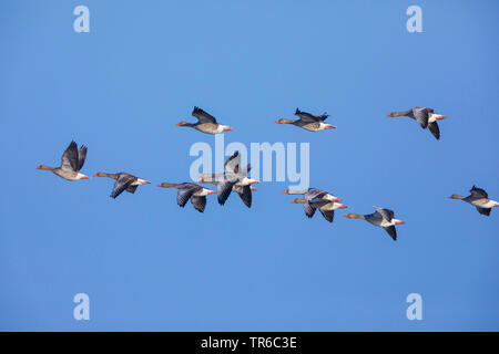 Oie cendrée (Anser anser), flying flock, vue de côté, l'Allemagne, la Bavière Banque D'Images