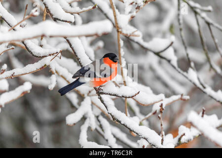 Colvert, Canard colvert, le nord du bouvreuil (Pyrrhula pyrrhula), homme assis sur une branche de cerisier couverte de neige, vue de côté, l'Allemagne, la Bavière Banque D'Images