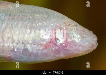 Grotte aveugle aveugle tetra, cavefish (Anoptichthys jordani, Astyanax fasciatus mexicanus), portrait, side view Banque D'Images