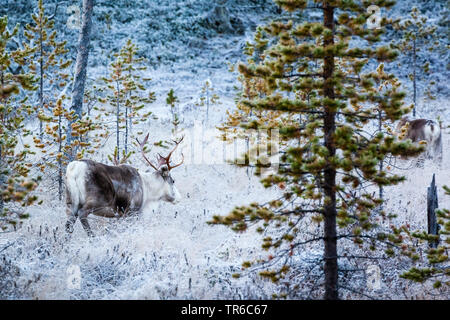 Renne européen, le caribou (Rangifer tarandus tarandus), de s'alimenter dans une forêt d'hiver, vue de côté, la Finlande, Laponie Banque D'Images