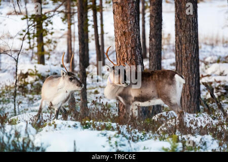 Renne européen, le caribou (Rangifer tarandus tarandus), deux caribous debout en hiver dans une forêt, Finlande, Laponie Banque D'Images