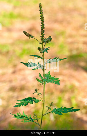 L'herbe à poux annuel, petite herbe à poux, herbe amère, herbe-porc, absinthe romaine (Ambrosia artemisiifolia), la floraison, l'Allemagne, la Bavière Banque D'Images