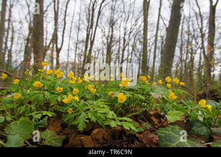 Anémone jaune, jaune anémone des bois, anémone renoncule (Anemone ranunculoides), qui fleurit dans une forêt au printemps, l'Allemagne, la Bavière Banque D'Images