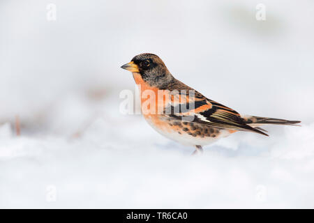 Pinson du nord (Fringilla montifringilla) mâle en plumage nuptial assis dans la neige, vue de côté, l'Allemagne, la Bavière Banque D'Images