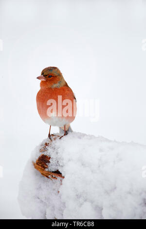 Chaffinch (Fringilla coelebs), homme assis sur des bois morts, l'Allemagne, la Bavière Banque D'Images
