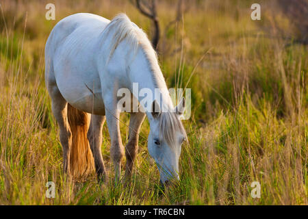 Cheval de Camargue (Equus caballus przewalskii. f), le pâturage dans la zone humide, Espagne Banque D'Images