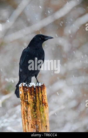 Corneille noire (Corvus corone, Corvus corone corone), séance au cours de neige sur un sol en bois post, Allemagne Banque D'Images