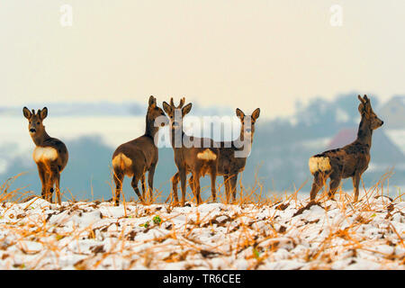 Le chevreuil (Capreolus capreolus), groupe de chevreuils sur le terrain couvert de neige, l'Allemagne, Bade-Wurtemberg Banque D'Images