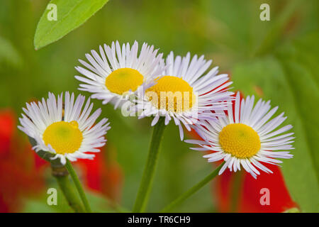 Vergerette annuelle, daisy fleabane, sweet scabious, Eastern daisy fleabane, blanc-top (vergerette Erigeron annuus), blooming, Allemagne Banque D'Images