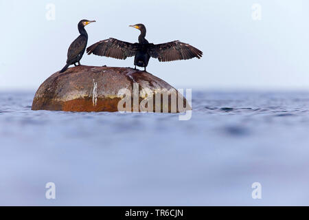 Grand Cormoran (Phalacrocorax carbo), deux cormorans sur un rocher sur la côte, la Suède Banque D'Images