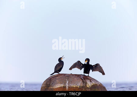 Grand Cormoran (Phalacrocorax carbo), deux cormorans sur un rocher sur la côte, la Suède Banque D'Images