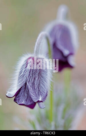 Pasque flower noir (Pulsatilla pratensis ssp. nigricans Pulsatilla nigricans), fleurs en vue latérale, l'Autriche, Burgenland Banque D'Images