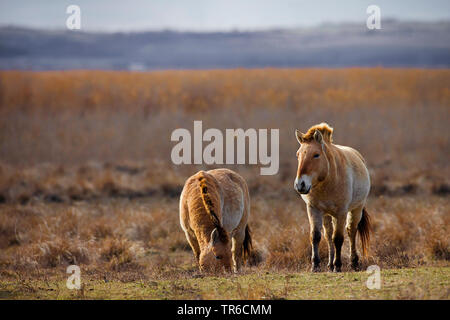 Le cheval de Przewalski (Equus) przewalski, deux chevaux sauvages dans le roseau, l'Autriche, Burgenland Banque D'Images