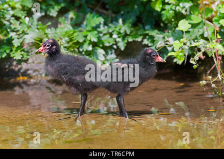 Gallinule poule-d'eau (Gallinula chloropus), debout dans l'eau, squeakers Allemagne, Bavière Banque D'Images