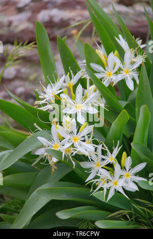 Lilly, étoile de mer illyriennes illyrie Pancratium (Lily), la floraison, l'Italie, Sardaigne Banque D'Images